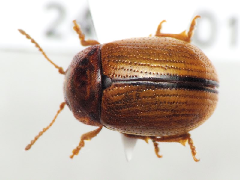 Gonioctena olivacea (Forster, 1771)